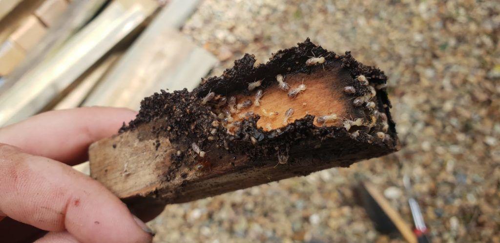 termite-treatment-carindale -station-kit